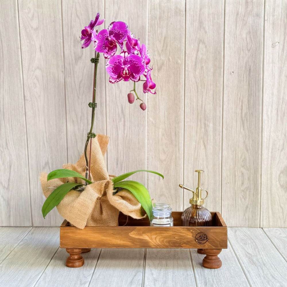 ORQUIDEA MAMA